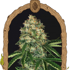 Mango Cream Regular Seeds Mango Cream Regular Seeds