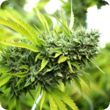 Mango O G Auto Flowering Cannabis Seeds 0