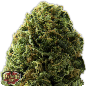 Massive Midget Auto Feminised Seeds Massive Midget Auto Feminised Seeds