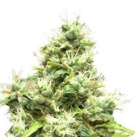 Medi Bomb #1 Feminised Seeds Medi Bomb #1 Feminised Seeds