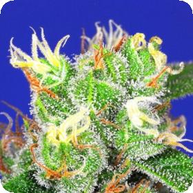Medi Bomb #2 Feminised Seeds Medi Bomb #2 Feminised Seeds