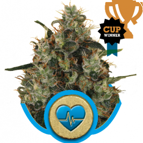 Medical Mass CBD Feminised Seeds Medical Mass CBD Feminised Seeds