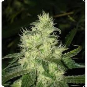 Bluehell Feminised Seeds Bluehell Feminised Seeds
