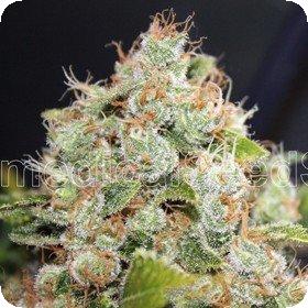Sour Diesel Feminised Seeds