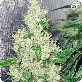 Y Griega Feminised Seeds Y Griega Feminised Seeds