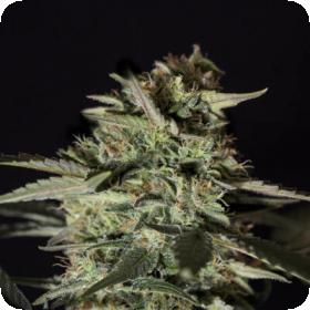 Medizinal CBD Feminised Seeds Medizinal CBD Feminised Seeds