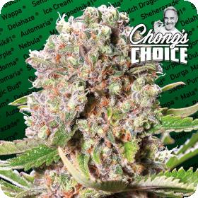 Mendocino Skunk Jpg
