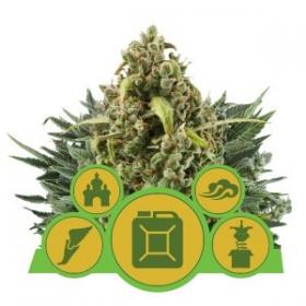 Mix Auto Feminised Cannabis Seeds Jpg
