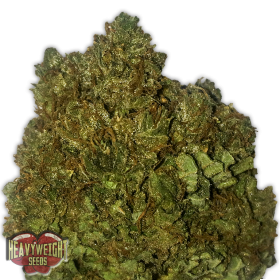 Money Bush Feminised Seeds