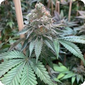 Alien Blackout Regular Seeds Alien Blackout Regular Seeds