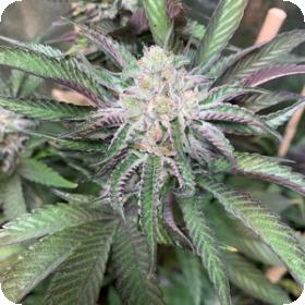 Alien Wedding Regular Seeds Alien Wedding Regular Seeds