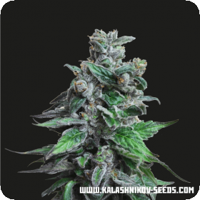Moscow Bluberry Feminised Seeds