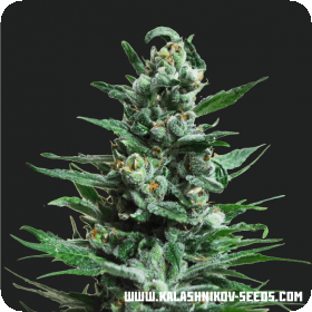 Moscow Blueberry AUTO Feminised Seeds