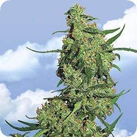 Nepal Kush Feminised Seeds Nepal Kush Feminised Seeds