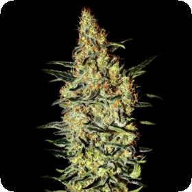 Neville's Haze Feminised Seeds Neville's Haze Feminised Seeds