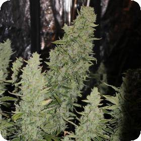 Niagara Auto Feminised Seeds Niagara Auto Feminised Seeds
