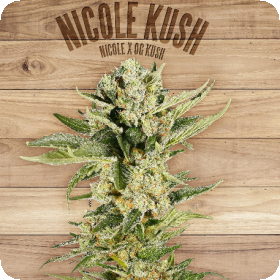 Nicole Kush Feminised Seeds Nicole Kush Feminised Seeds