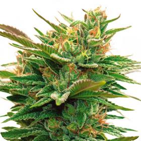 Nicole x OG Feminised Seeds Nicole x OG Feminised Seeds