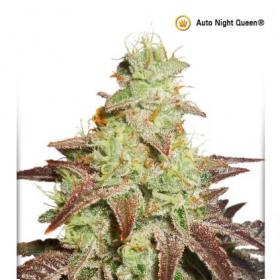 Night Queen Auto Feminised Seeds Night Queen Auto Feminised Seeds
