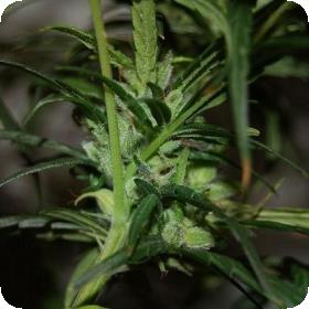 Sterling Haze Feminised Seeds Sterling Haze Feminised Seeds