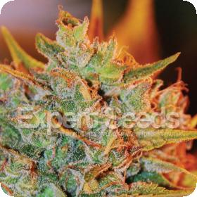 Northern Lights Big Bud Auto Jpg