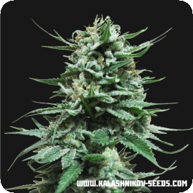 Northern Russian AUTO Feminised Seeds Northern Russian AUTO Feminised Seeds