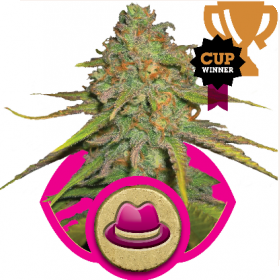 O.G. Kush Feminised Seeds O.G. Kush Feminised Seeds