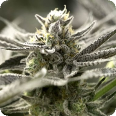 O G K Z Auto Flowering Cannabis Seeds 0