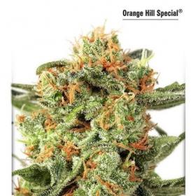 Orange Hill Special Feminised Seeds Orange Hill Special Feminised Seeds