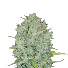 Original Northern Lights Jpg