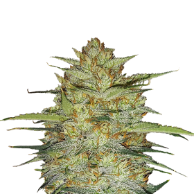 Original O G Kush Auto Jpg