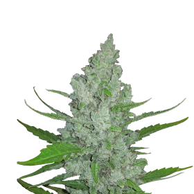 Original Sour Diesel Auto Jpg