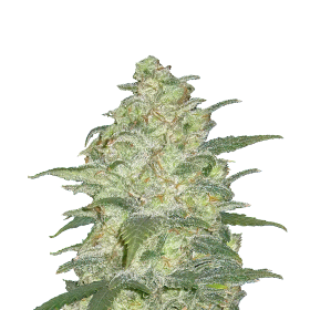 Original White Widow Auto Jpg