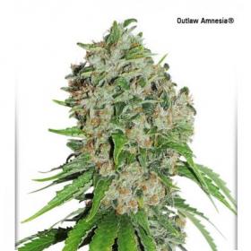 Outlaw Amnesia Feminised Seeds Outlaw Amnesia Feminised Seeds
