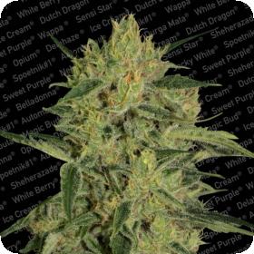 Nebula I:I CBD Feminised Seeds Nebula I:I CBD Feminised Seeds