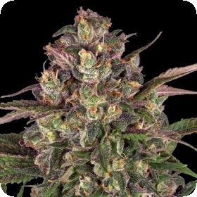 Peyote Critical Feminised Seeds