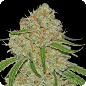 Phantom OG Feminised Seeds