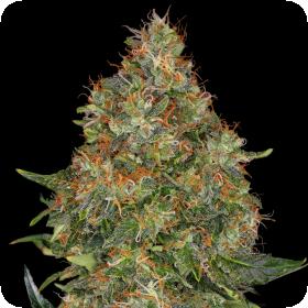 Pineapple Express Auto Feminised Seeds