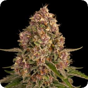 Pink Kush Feminised Seeds Pink Kush Feminised Seeds
