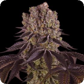 Purple Punch Feminised Seeds