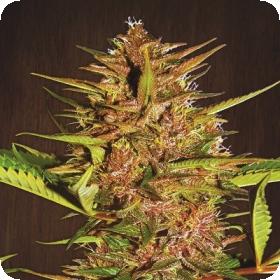 Pakistan Chitral Kush Regular Seeds Pakistan Chitral Kush Regular Seeds