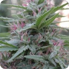 Panama Regular Seeds Panama Regular Seeds