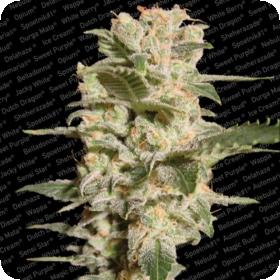 Bella Donna Feminised Seeds Bella Donna Feminised Seeds