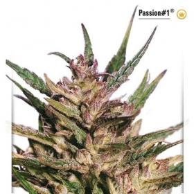 Passion #1 Feminised Seeds Passion #1 Feminised Seeds