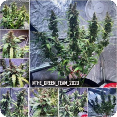 Peanut Butter Cookies Auto
