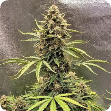 Peanut Butter Cookies Feminised Cannabis Seeds
