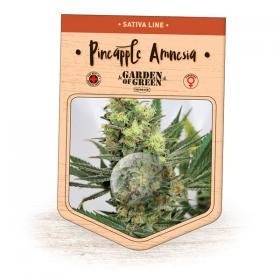 Pineapple Amnesia Feminised Seeds Pineapple Amnesia Feminised Seeds