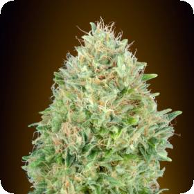 Pineapple Glue Feminised Seeds Pineapple Glue Feminised Seeds