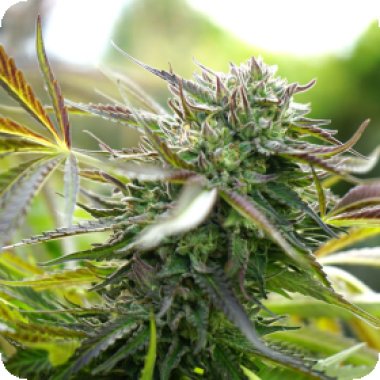 Pineapple Chem Auto Flowering Cannabis Seeds