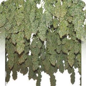Power Plant Feminised Seeds Power Plant Feminised Seeds